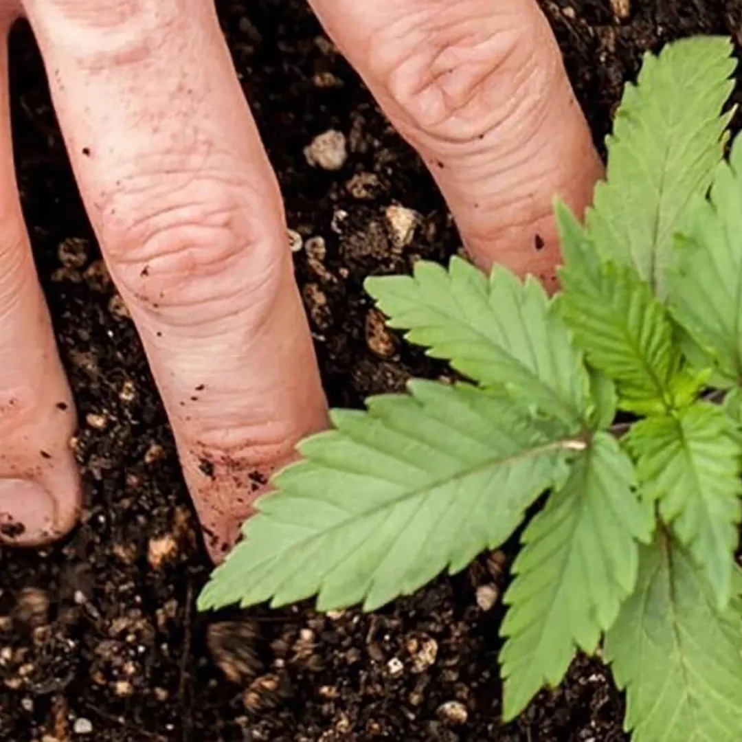 Excepción Penal y Alcance del REPROCANN